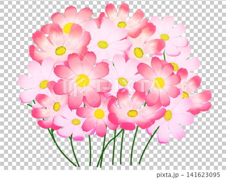 粉紅色的波斯菊花 141623095