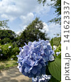梅雨に咲く青色の紫陽花の花 141623337