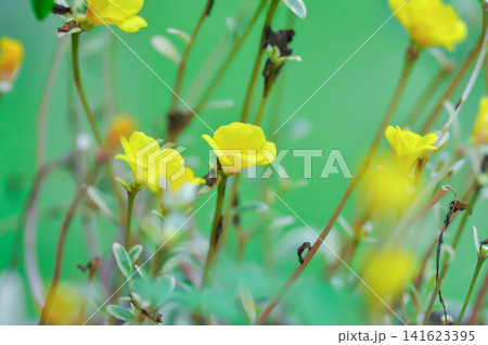 Common Purslane, Little Hogweed, Pigweed or Portulaca grandiflora or Portulaca oleracea L or Portulaca umbraticola Kunth and hybrid or Portulacaceae, Pusley or Verdolaga or yellow flower Common Purslane, Little Hogweed, Pigweed or Portulaca grandiflora or Portulaca oleracea L or Portulaca umbraticola Kunth and hybrid or Portulacaceae, Pusley or Verdolaga or yellow flower 141623395