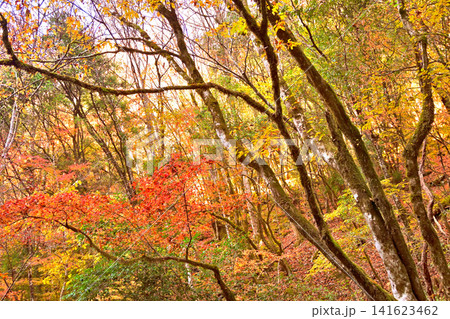 紅葉が美しい赤西渓谷の風景 紅葉が美しい赤西渓谷の風景 141623462