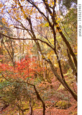 紅葉が美しい赤西渓谷の風景 紅葉が美しい赤西渓谷の風景 141623463