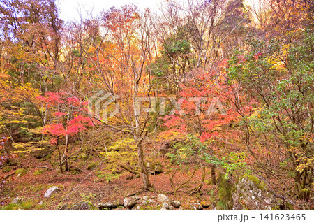 紅葉が美しい赤西渓谷の風景 紅葉が美しい赤西渓谷の風景 141623465