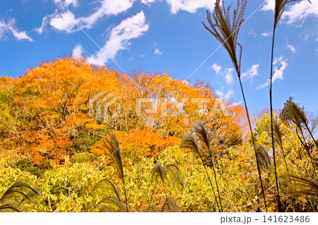 紅葉が美しい赤西渓谷の風景 紅葉が美しい赤西渓谷の風景 141623486