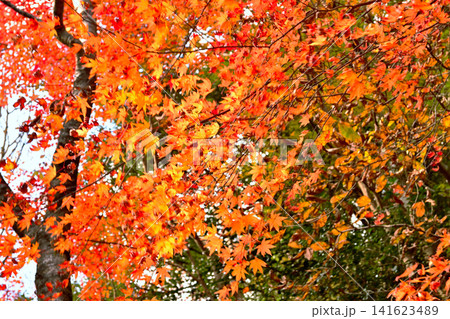 紅葉が美しい赤西渓谷の風景 紅葉が美しい赤西渓谷の風景 141623489