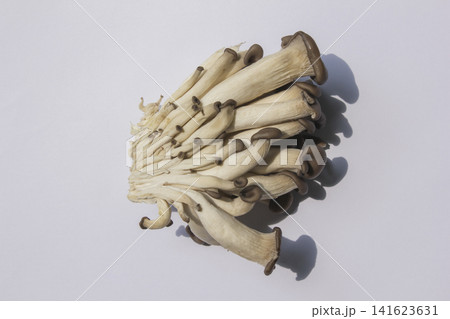 It is an oyster mushroom placed on a white background. It is an oyster mushroom placed on a white background. 141623631