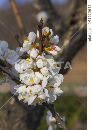 Apricot flower on nature background 141623655