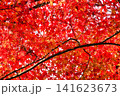 京都　今熊野観音寺　美しい秋の紅葉（京都府京都市東山区） 141623673