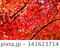 京都　今熊野観音寺　美しい秋の紅葉（京都府京都市東山区） 141623714