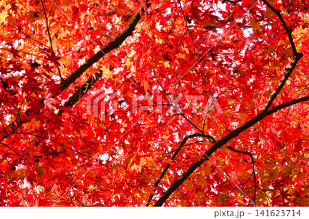 京都 今熊野観音寺 美しい秋の紅葉(京都府京都市東山区) 京都 今熊野観音寺 美しい秋の紅葉(京都府京都市東山区) 141623714