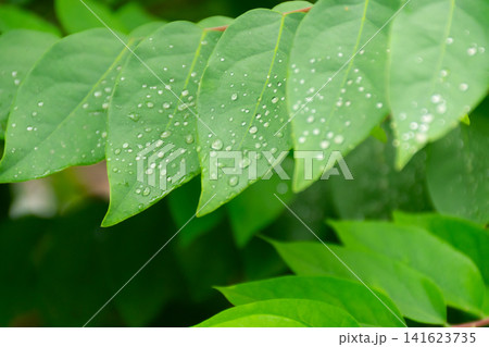 Fresh green leaves covered water droplets after rain showing natural texture vibrant foliage soft background ideal for nature ecology wellness environmental themes 141623735