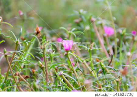 Delicate pink moss rose flower blooming among green foliage soft natural background shallow depth of field ideal for garden floral spring botanical themes 141623736