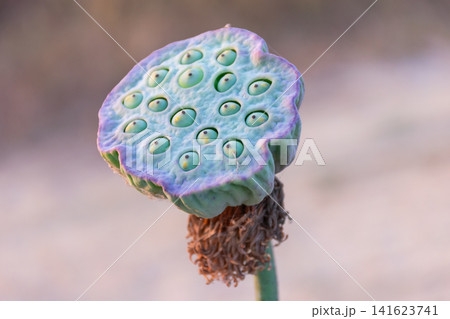 Detailed macro of lotus seed pod fresh green seeds natural texture botanical background soft light minimal composition for nature themes Detailed macro of lotus seed pod fresh green seeds natural texture botanical background soft light minimal composition for nature themes 141623741