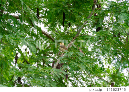 Baya weaver bird perched leafy branch lush green tree natural habitat soft daylight wildlife detail rich foliage organic textures Baya weaver bird perched leafy branch lush green tree natural habitat soft daylight wildlife detail rich foliage organic textures 141623746