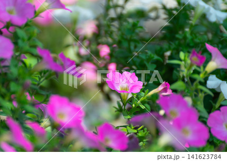 Blooming pink petunia flowers soft bokeh lush green foliage creating fresh colorful garden background for spring summer floral nature themes Blooming pink petunia flowers soft bokeh lush green foliage creating fresh colorful garden background for spring summer floral nature themes 141623784