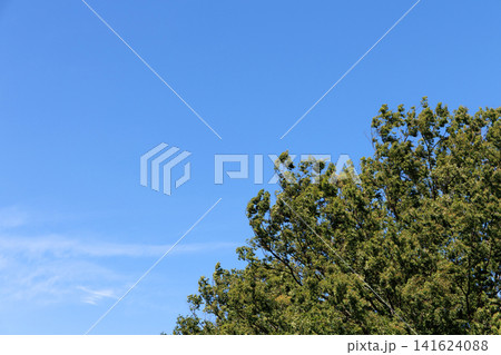 樹木と青空 樹木と青空 141624088