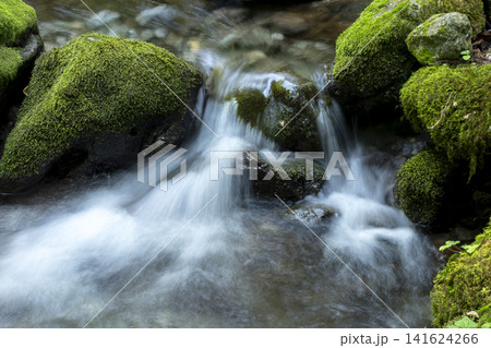 芹川源流の苔むした渓谷 芹川源流の苔むした渓谷 141624266