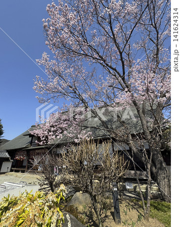 桜満開の甘草屋敷 桜満開の甘草屋敷 141624314