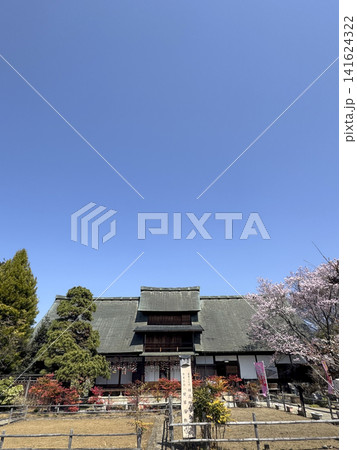 桜満開の甘草屋敷 桜満開の甘草屋敷 141624322