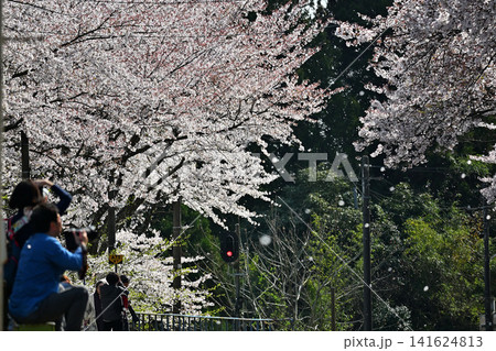 能登鹿島駅の桜 桜吹雪 写真を撮る人々 能登鹿島駅の桜 桜吹雪 写真を撮る人々 141624813
