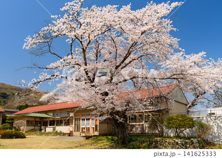 【木造校舎と桜】埼玉・旧小川小学校下里分校の満開の桜と青空 【木造校舎と桜】埼玉・旧小川小学校下里分校の満開の桜と青空 141625333