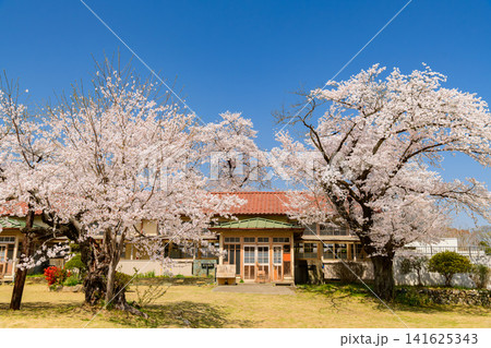 【木造校舎と桜】埼玉・旧小川小学校下里分校の満開の桜と青空 【木造校舎と桜】埼玉・旧小川小学校下里分校の満開の桜と青空 141625343