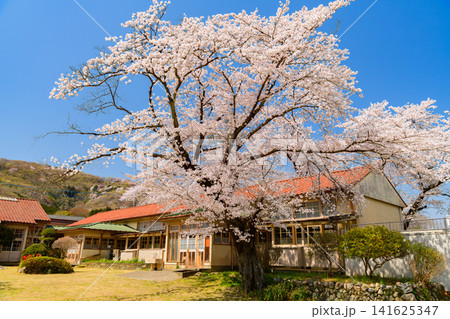 【木造校舎と桜】埼玉・旧小川小学校下里分校の満開の桜と青空 【木造校舎と桜】埼玉・旧小川小学校下里分校の満開の桜と青空 141625347