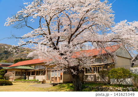 【木造校舎と桜】埼玉・旧小川小学校下里分校の満開の桜と青空 【木造校舎と桜】埼玉・旧小川小学校下里分校の満開の桜と青空 141625349