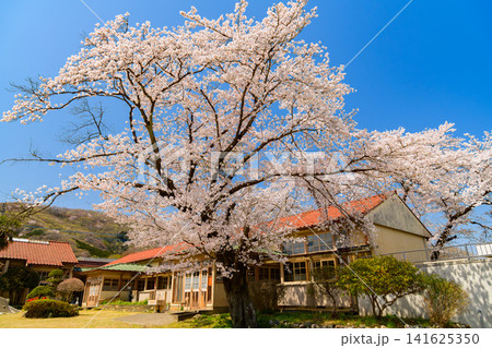【木造校舎と桜】埼玉・旧小川小学校下里分校の満開の桜と青空 【木造校舎と桜】埼玉・旧小川小学校下里分校の満開の桜と青空 141625350