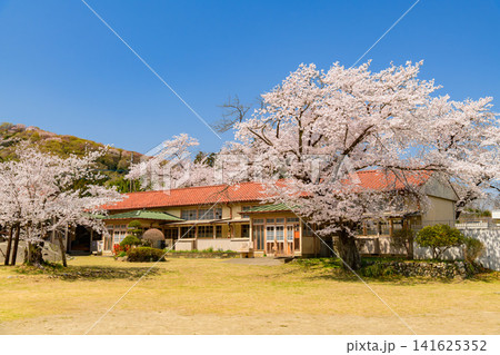 【木造校舎と桜】埼玉・旧小川小学校下里分校の満開の桜と青空 141625352