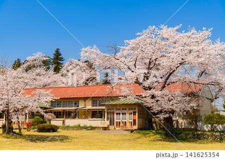 【木造校舎と桜】埼玉・旧小川小学校下里分校の満開の桜と青空 【木造校舎と桜】埼玉・旧小川小学校下里分校の満開の桜と青空 141625354