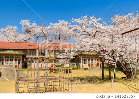 【木造校舎と桜】埼玉・旧小川小学校下里分校の満開の桜と青空 【木造校舎と桜】埼玉・旧小川小学校下里分校の満開の桜と青空 141625357