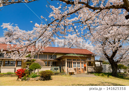 【木造校舎と桜】埼玉・旧小川小学校下里分校の満開の桜と青空 【木造校舎と桜】埼玉・旧小川小学校下里分校の満開の桜と青空 141625358
