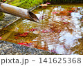 京都　今熊野観音寺　美しい秋の紅葉の風景（京都府京都市東山区） 141625368