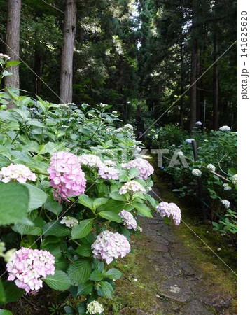 満開のアジサイ　紫陽花　あじさい　出塩文殊堂　山形市 141625620
