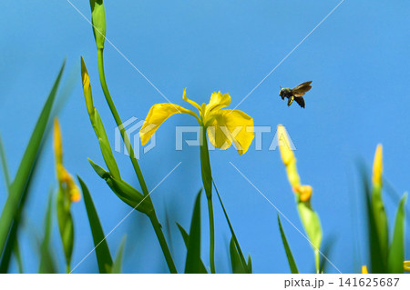 キショウブにとまるクマバチ キショウブにとまるクマバチ 141625687