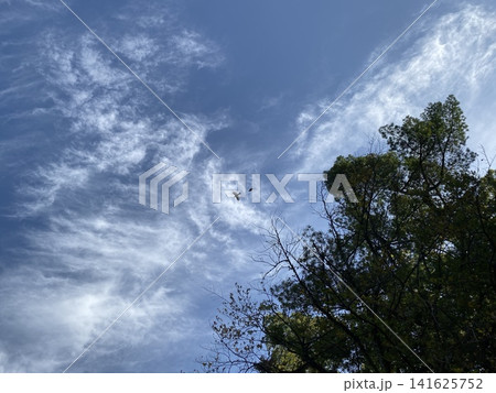 青空と木々の間を羽ばたく2羽の鳥と美しい巻雲 青空と木々の間を羽ばたく2羽の鳥と美しい巻雲 141625752