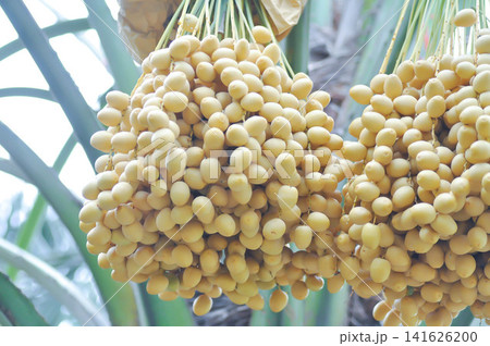 ARECACEAE, Date palm or Phoenix dactylifera L or dactylifera with fruit on the tree ARECACEAE, Date palm or Phoenix dactylifera L or dactylifera with fruit on the tree 141626200