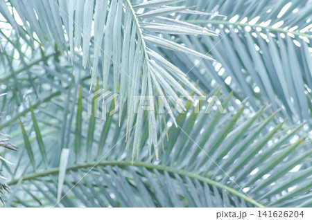 ARECACEAE, Date palm or Phoenix dactylifera L or dactylifera ARECACEAE, Date palm or Phoenix dactylifera L or dactylifera 141626204
