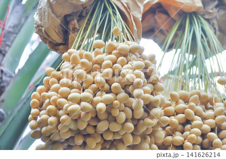 ARECACEAE, Date palm or Phoenix dactylifera L or dactylifera with fruit on the tree ARECACEAE, Date palm or Phoenix dactylifera L or dactylifera with fruit on the tree 141626214