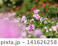 満開のバラ園（大通サンクガーデン） 141626258
