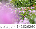 満開のバラ園（大通サンクガーデン） 141626260