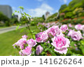 満開のバラ園（大通サンクガーデン） 141626264