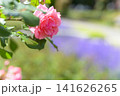 満開のバラ園 141626265