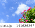 満開のバラ園と青空 141626267