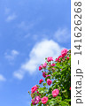 満開のバラ園と青空 141626268