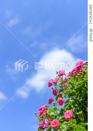 満開のバラ園と青空 満開のバラ園と青空 141626268