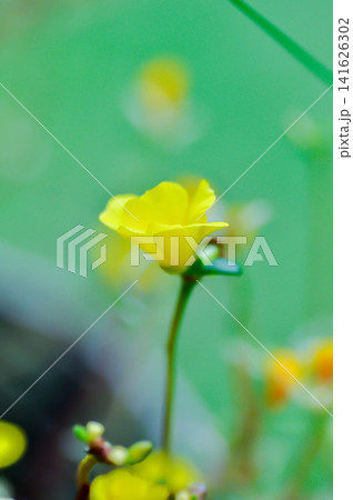 Common Purslane, Little Hogweed, Pigweed or Portulaca grandiflora or Portulaca oleracea L or Portulaca umbraticola Kunth and hybrid or Portulacaceae, Pusley or Verdolaga or yellow flower Common Purslane, Little Hogweed, Pigweed or Portulaca grandiflora or Portulaca oleracea L or Portulaca umbraticola Kunth and hybrid or Portulacaceae, Pusley or Verdolaga or yellow flower 141626302