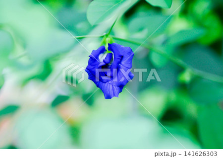 butterfly pea , blue pea flower or Clitoria ternatea L or purple flower butterfly pea , blue pea flower or Clitoria ternatea L or purple flower 141626303