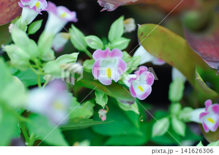 Torenia fournieri Lindl, Scrophulariaceae or Wishbone flower or Bluewings or Torenia or pink flower 141626306