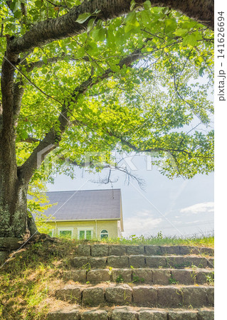 「岡山県」(8月)【公園】夏の新緑が深まった木々で蝉の抜け殻を見つける 141626694